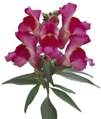 VibeX Antirrhinum - Floral Showers Seed(150 per packet)