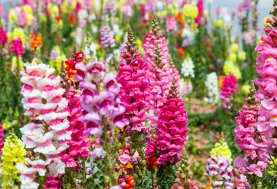 VibeX NBIR-132-F1 Hybrid Antirrhinum Double Mixed Seed(30 per packet)