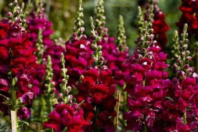 VibeX Snapdragon Seeds (Antirrhinum Majus Maximum) Ruby Red Seed(25 per packet)