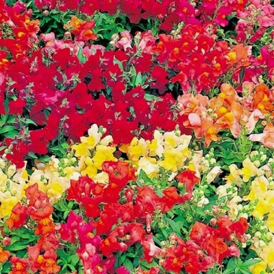 VibeX NBIR-1452-Antirrhinum Magic Carpet Mix Seeds - Mixed Colour Snapdragon Snap Dragon Seeds Seed(60 per packet)