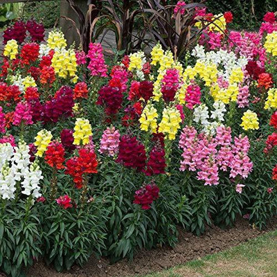 VibeX -81-Antirrhinum/Snapdragon/Dog Dwarf Flower Seeds Seed(5 per packet)