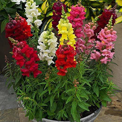 CYBEXIS Good Germination Antirrhinum Dog Flower Mixed Colour Seed(1 g)