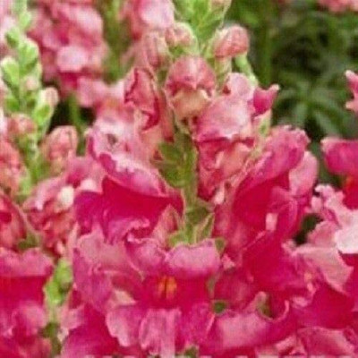 CYBEXIS Antirrhinum - Liberty Rose Pink Seed(1 g)
