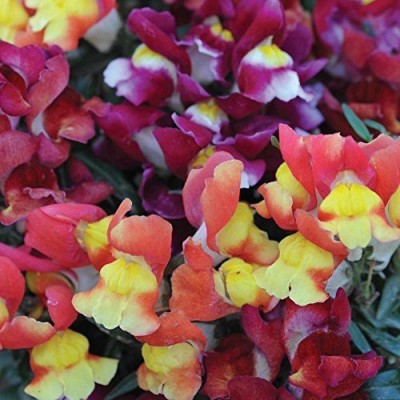 ACCELCROP Antirrhinum Flower Tom Thumb Mix GMO-Free Seed(98 per packet)