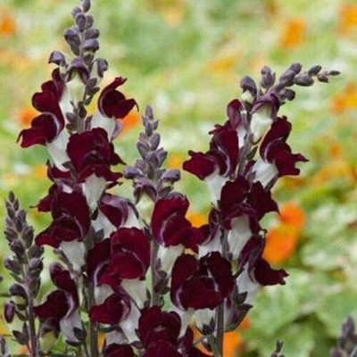 VibeX HUA-1411-Antirrhinum - Night and Day Seed(20 per packet)