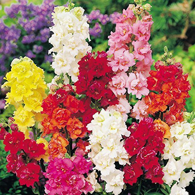 CYBEXIS Antirrhinum 'madame butterfly' F1 Hybrid mix flower seeds Seed(50 per packet)