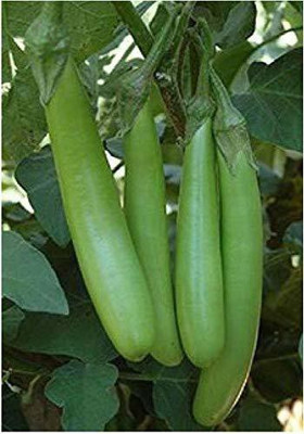 CYBEXIS GBPUT-44 - Brinjal Green Long - (1350 Seeds) Seed(1350 per packet)