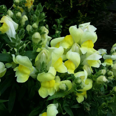 CRGO ANTIRRHINUM Seed(125 per packet)