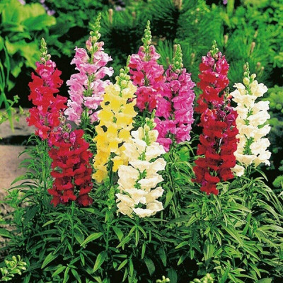 VibeX NBIR-1170-Antirrhinum - Snap Happy Seed(10 per packet)