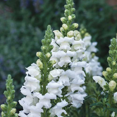 VibeX GBPT-1024-Antirrhinum Majus 'Royal Bride' Seeds Seed(250 per packet)