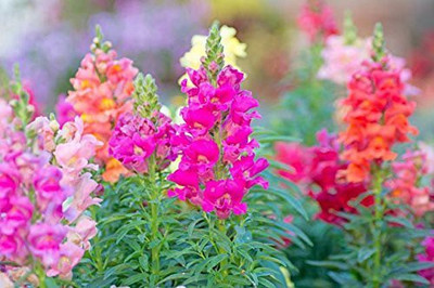 VibeX GBPT-142-Antirrhinum Double Mixed Seed(150 per packet)