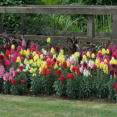VibeX PAU-93-Antirrhinum Mixed Colour Flower Seeds Seed(125 per packet)