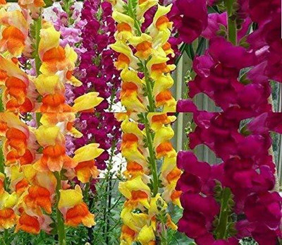 VibeX Antirrhinum Seed(175 per packet)