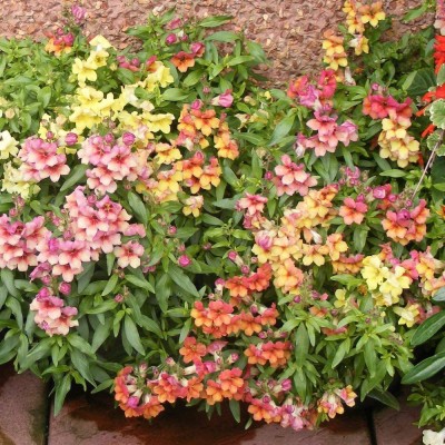 VibeX PUAS-1280-Antirrhinum 'Reminiscent Mixed' F1 Hybrid Half-Hardy Annual Flowers Seed(250 per packet)