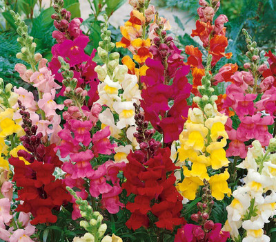 VibeX Antirrhinum Seed(175 per packet)