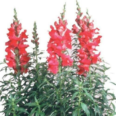 VibeX Antirrhinum - Sonnet Carmine Seed(75 per packet)