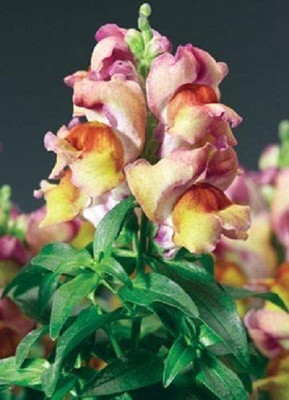 CYBEXIS Sunset Bicolor Dwarf Snapdragon Flower Seeds Seed(50 per packet)
