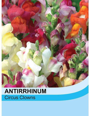 CRGO ANTIRRHINUM Seed(125 per packet)