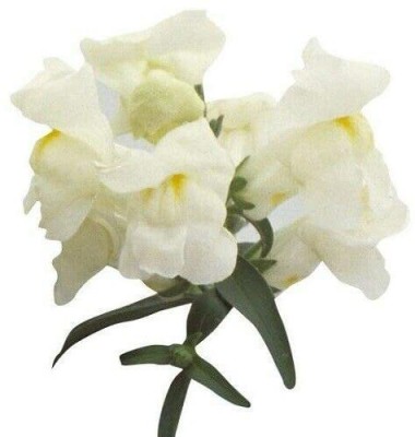 VibeX Antirrhinum - Floral Showers White Seed(125 per packet)