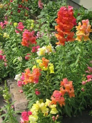 VibeX -1345-SnapdragoAntirrhinum Majus Flower Seeds Seed(5 per packet)