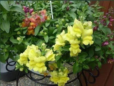 VibeX (Antirrhinum majus) Packed in FROZEN SEED CAPSULES Seed(40 per packet)