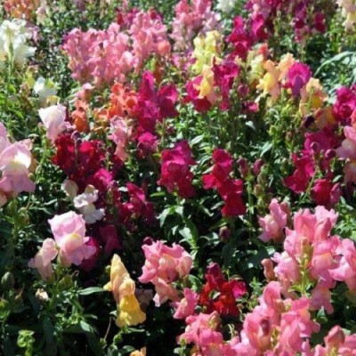 VibeX ICRA-1343-Antirrhinum - Crown Mixed Seed(175 per packet)