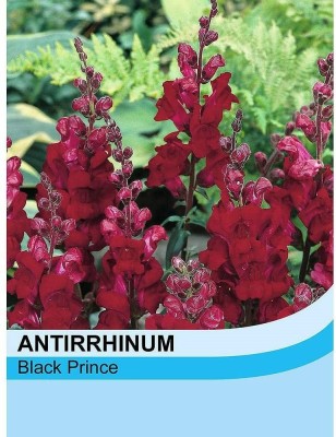 CRGO ANTIRRHINUM Seed(5 per packet)