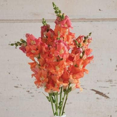 VibeX NBIR-1260-Snapdragon Seeds (Antirrhinum majus) Packed in FROZEN SEED CAPSULES Seed(60 per packet)