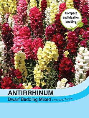 CRGO ANTIRRHINUM Seed(200 per packet)