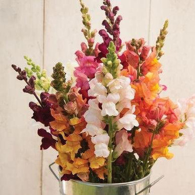 VibeX Snapdragon Seed(60 per packet)