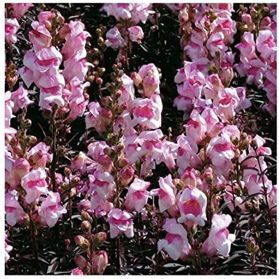 VibeX Snapdragon 'Bronze Dragon' / Antirrhinum majus/Seeds Seed(175 per packet)