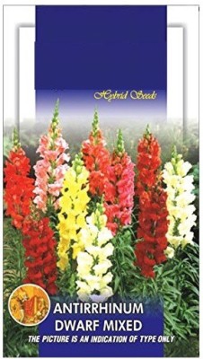 VibeX Antirrhinum Seed(175 per packet)