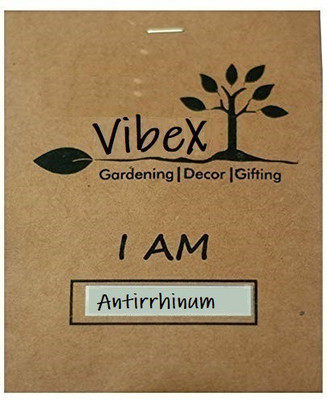 CRGO ANTIRRHINUM Seed(175 per packet)
