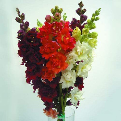 VibeX NBIR-1308-Antirrhinum 'Madame Butterfly' F1 Mixed Seeds Seed(60 per packet)