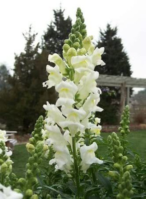 CYBEXIS Antirrhinum Montego Sunset Bicolor Dwarf Snapdragon Flower Seeds Seed(50 per packet)