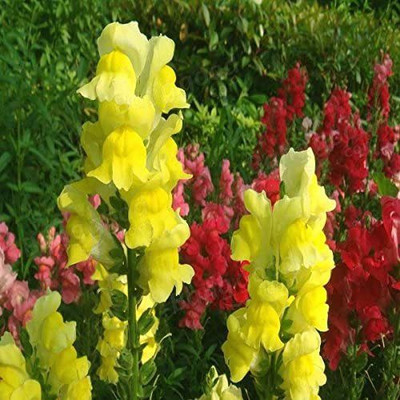 VibeX Snapdragon Seeds Antirrhinum Majus Seed(150 per packet)