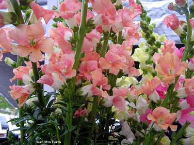 VibeX GBPT-262-Hybrid Seeds -Good Germination Antirrhinum Dog Flower Mixed Colour Seed(75 per packet)