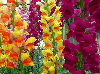 VibeX PAU-57-Snapdragon Antirrhinum Ideal Mixed Seed(15 per packet)