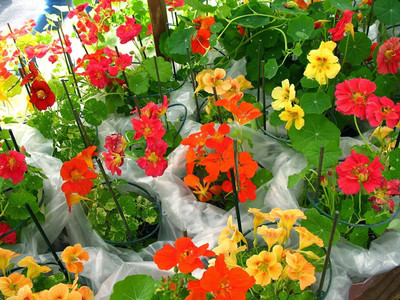 CYBEXIS Nasturtiums Bees Liking Flower Seeds Seed(1 g)