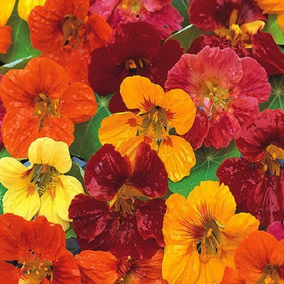 Aywal Nasturtium Dwarf Single Mixed Flower Seed(17 per packet)