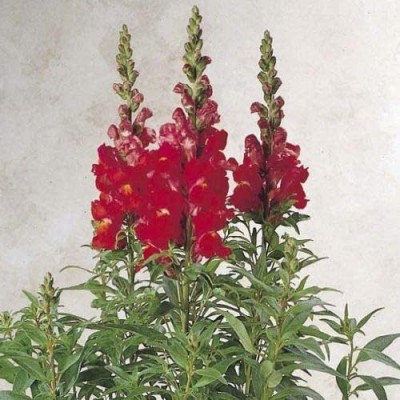 VibeX -1674-Antirrhinum - Sonnet Orange Scarlet Seed(25 per packet)