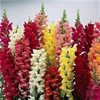 VibeX ICRA-1313-Tall Deluxe Mixed Snapdragon Flower Seeds Seed(5 per packet)