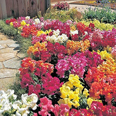 VibeX PUAS-1220-Antirrhinum Snapdragons 'Magic Carpet' Seed(30 per packet)