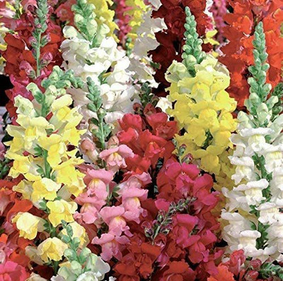 VibeX GBPT-1012-Antirrhinum - Liberty Mixed Seed(30 per packet)