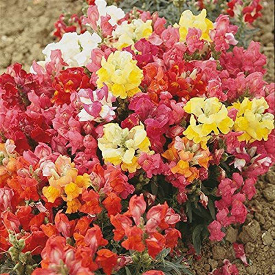 VibeX Antirrhinum Seed(60 per packet)