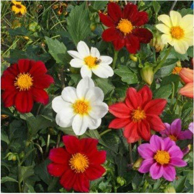 YOUNG STAR Dahlia Seed(35 per packet)