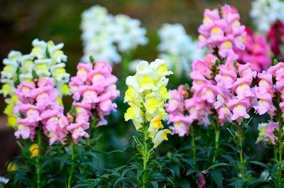VibeX Antirrhinum Majus Flower Seeds For Garden Seed(100 per packet)