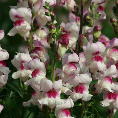 VibeX ™ ICRA-1433-Seeds - Antirrhinum Lucky Lips Seed(15 per packet)