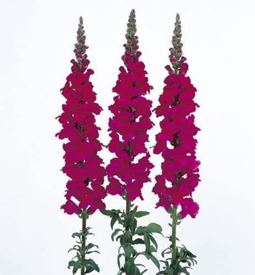 VibeX Antirrhinum - Admiral Seed(250 per packet)