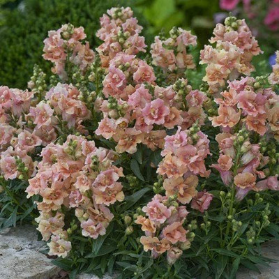 VibeX -1430-Seeds - Antirrhinum Dwarf Twinny Peach Seeds Seed(75 per packet)